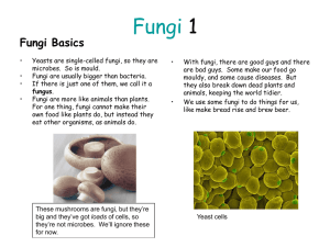Fungi summary