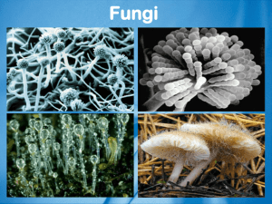 Importance of Kingdom Fungi