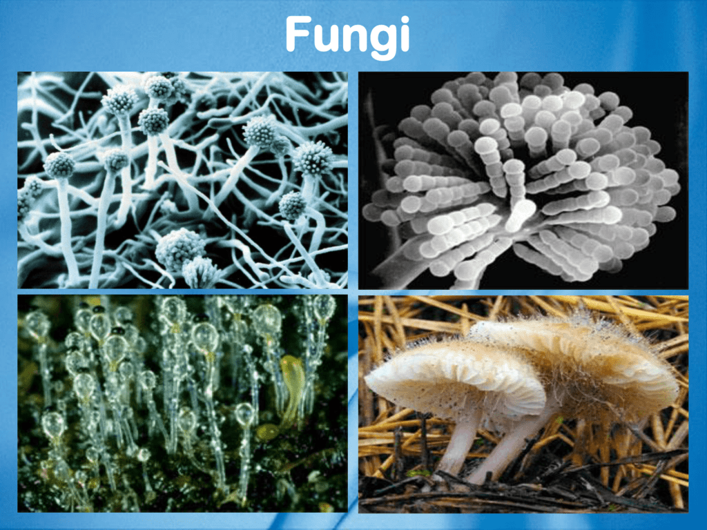 examples of kingdom fungi organisms