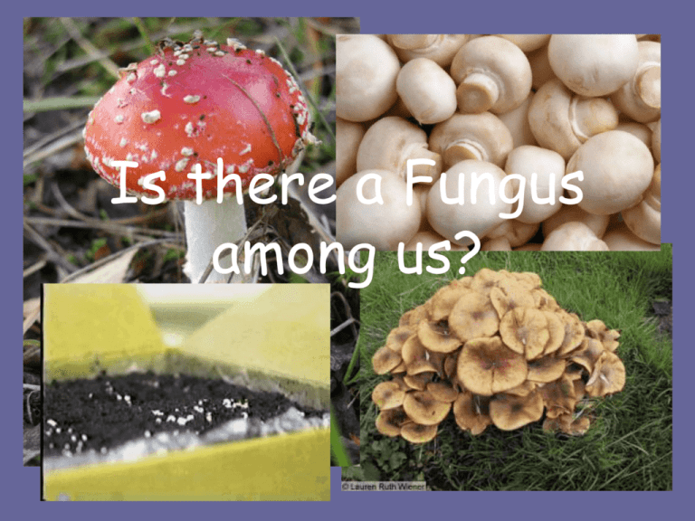 Is There A Fungus Among Us
