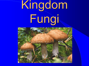 Bio 20 Fungi