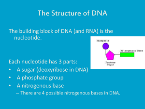 The Structure of DNA - Mercer Island School District