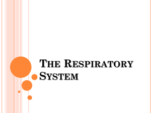 The Respiratory Syst..