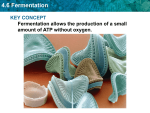 Two Types of Fermentation