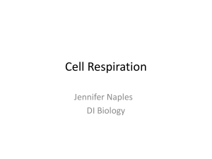Cell Respiration Notes