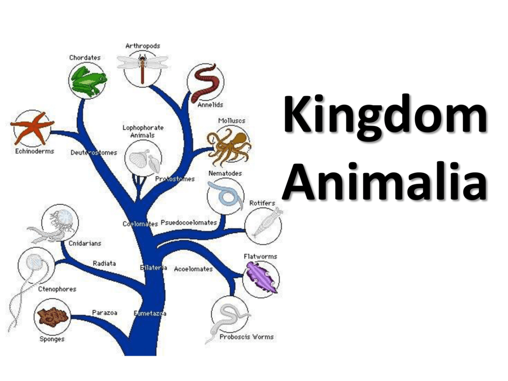 Animal Kingdom Tree Diagram