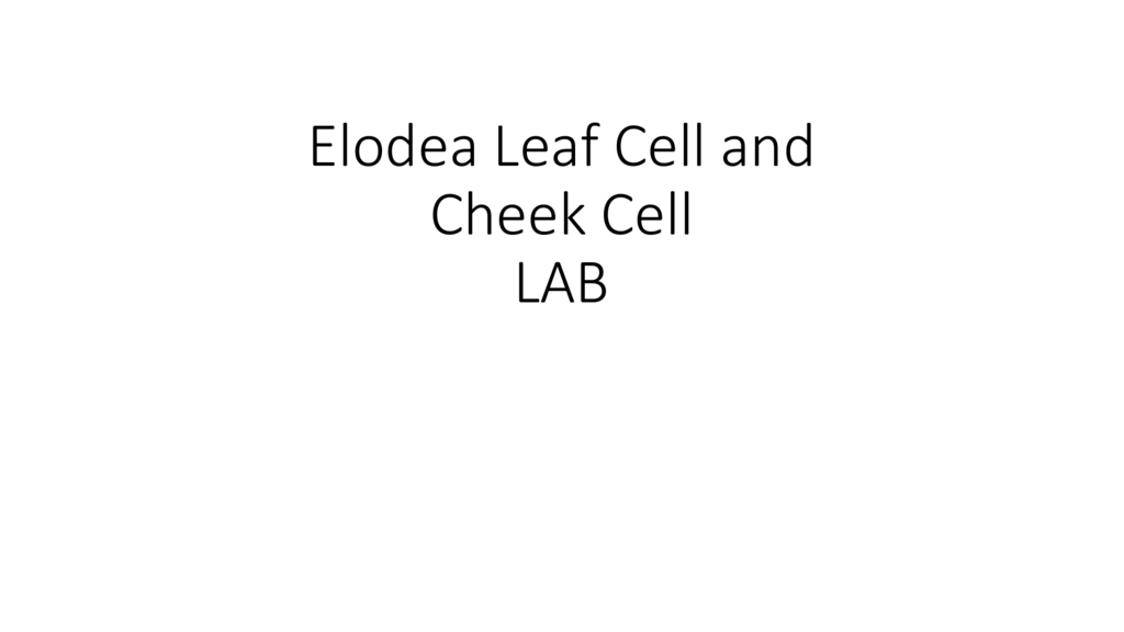 elodea leaf cell size