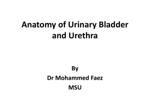 Anatomy of Urinary Bladder and Urethra