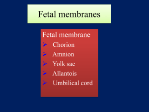 lecture 12 : embryology 6