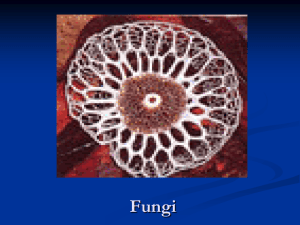 Fungi - Dellpassovoy.com