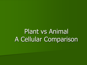 Plant vs Animal A Cellular Comparison