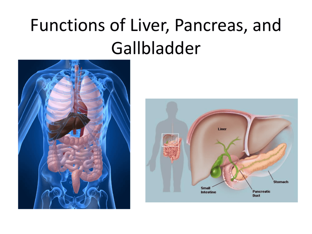 functions-of-accessory-organs