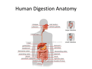 Digestion Anatomy