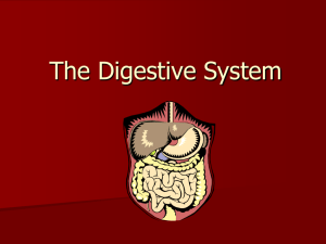 Digestive System Notes