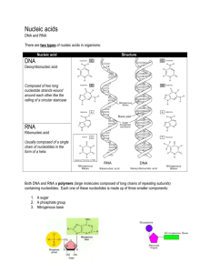 Nucleic acids DNA and RNA There are two types of nucleic acids in
