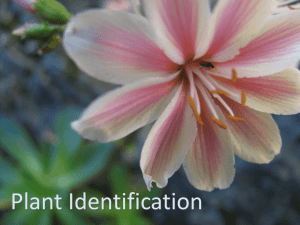 Plant ID & Taxonomy