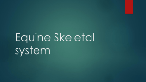 Equine Skeletal system