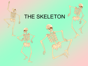 the-skeleton