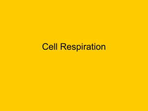 A15-Cell Respiration