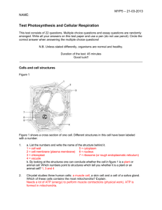 MYP5 Test Photosynthesis and Cellular respiration ANSWERS