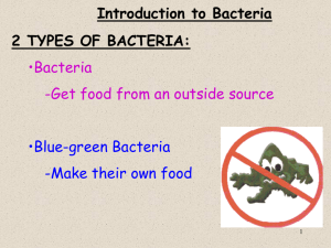 3 Shapes of Bacteria