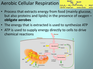 Cellular Respiration SBI4U