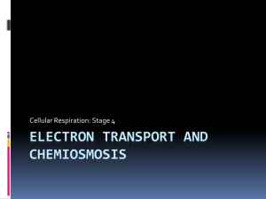 Electron transport and chemiosmosis