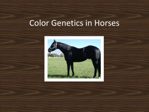 Genetics in Horses