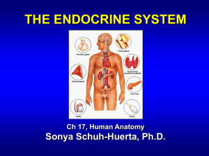 Ch17.Endocrine.System_1