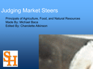 Ranking of Traits for Market Steers