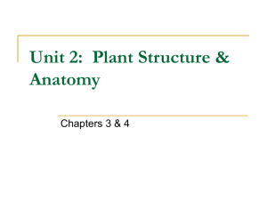 Unit 2: Plant Structure & Anatomy