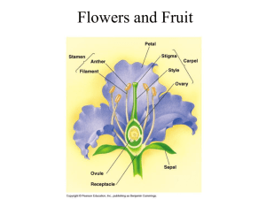 Flowers and Fruit, Powerpoint for March 30.