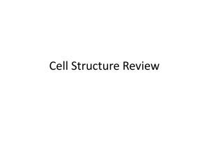 Cell Structure Review