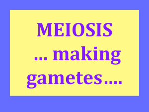 MEIOSIS making gametes….