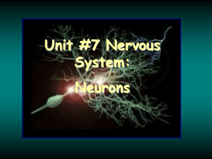 Neurons PPt rev 15 - Sonoma Valley High School