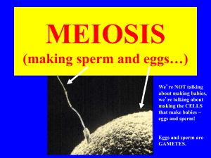 MEIOSIS making gametes*.