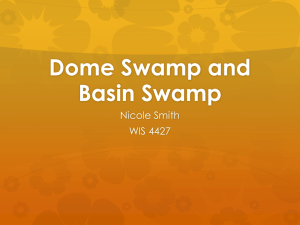 Dome Swamp and Basin Swamp