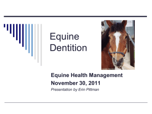 Equine Dentition