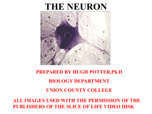 The Neuron - Union County College