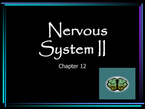 Nervous System - Laurel County Schools