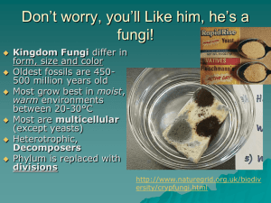Don't worry, you'll Like him, he's a fungi!