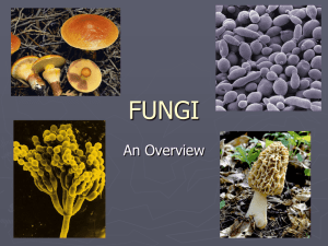 fungi - Patterson