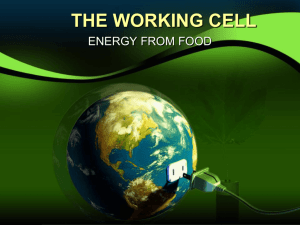 THE WORKING CELL - Dr. Field's Notes