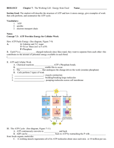 BIOLOGY Chapter 7: The Working Cell: Energy from Food Name