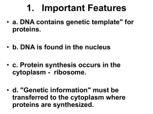 Transcription and Translation