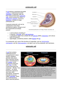 prokaryotic cell - CIS-Science-and