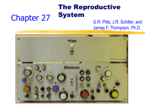 Chapter 27 The Reproductive System