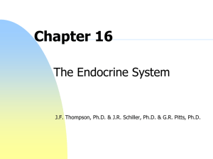 Chapter 16 The Endocrine System
