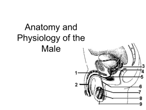 ppt of male systems slides