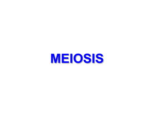 meiosis